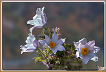Anemone